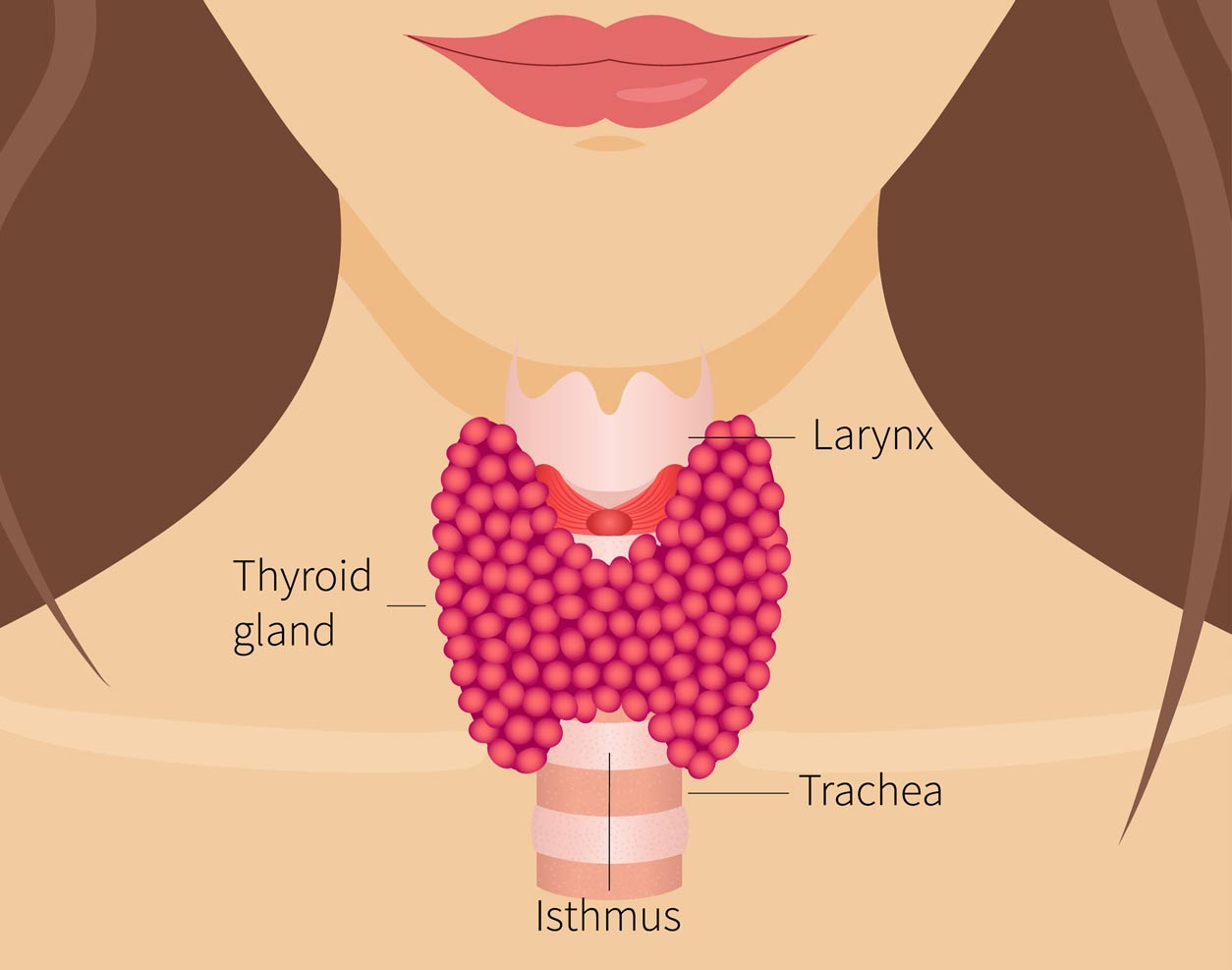 Thyroid gland diagram